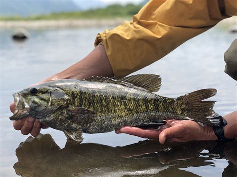 Freshwater Fish of Massachusetts · iNaturalist.